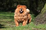 CHOW CHOW 595